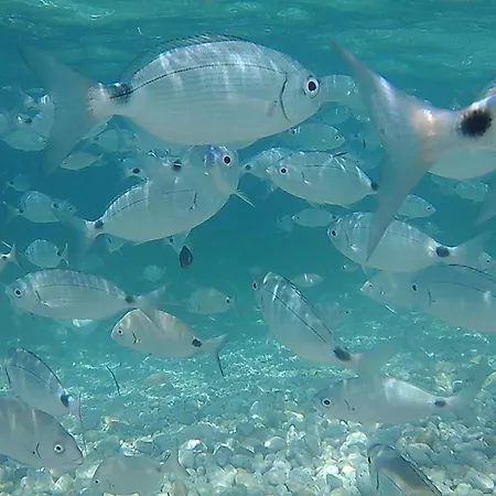 Acqua Salata - Sottobomba
